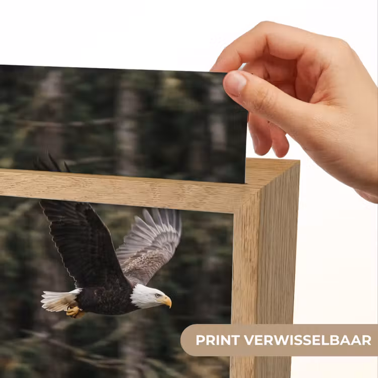 Zeearend - Vliegen - Bos - Natuur Light Box met kabel (Kinderlampje) klein -USP_websiteprintNL