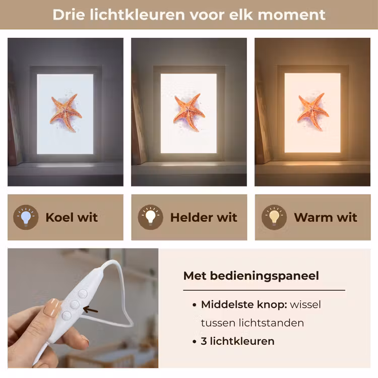 Zeester - Oranje - Paars Light Box met kabel klein -USP_lichtkleurNL