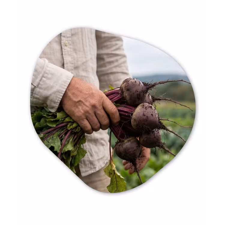 Bieten - Vers - Moestuin Wandcirkel Organisch Aluminium middel -3d