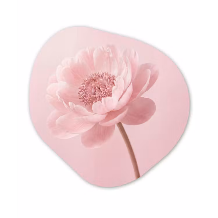 Bloem - Pioenroos - Roze Wandcirkel Organisch Aluminium middel -3d