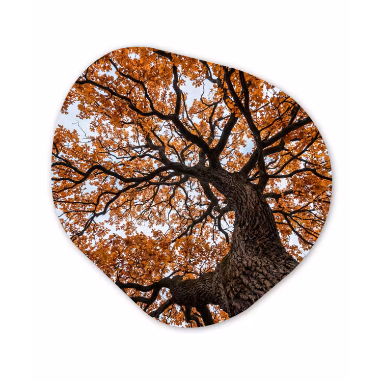 Boom - Bladerdak - Herfst - Oranje - Sfeervol Wandcirkel Organisch Aluminium middel -3d