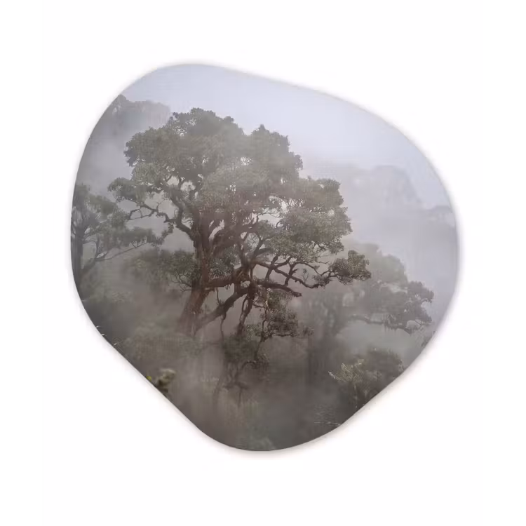 Boom - Mistig - Bos - Groen - Natuur Wandcirkel Organisch Aluminium middel -3d