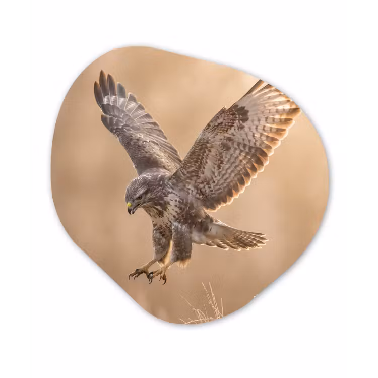 Buizerd - Roofvogel - Natuur - Bruin Wandcirkel Organisch Aluminium middel -3d