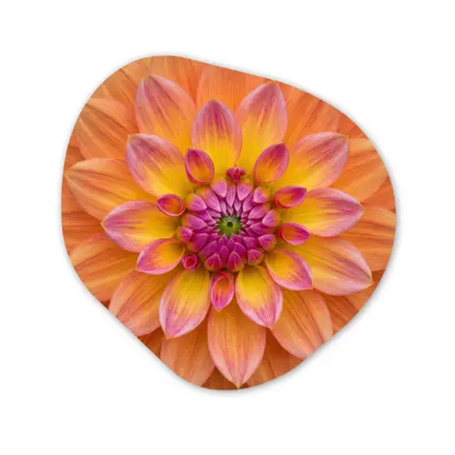 Dahlia - Bloem - Oranje Wandcirkel Organisch Aluminium middel -3d
