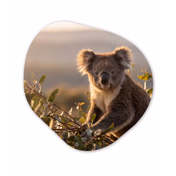 Koala - Bladeren - Ochtendlicht Wandcirkel Organisch Aluminium middel -3d