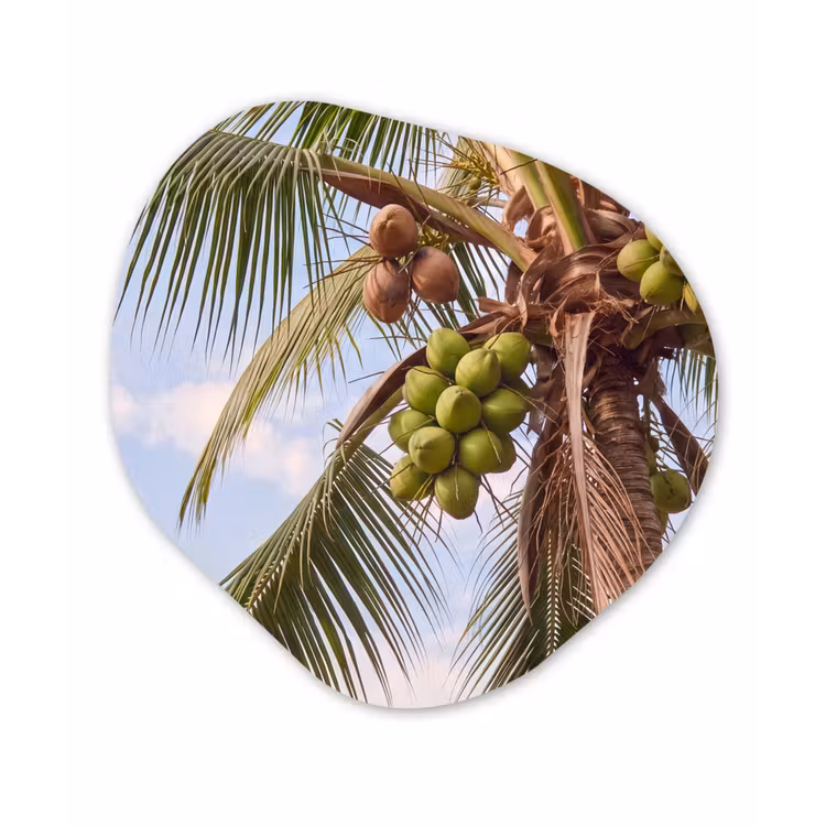Kokosnoot - Boom - Tropisch - Natuur - Groen Wandcirkel Organisch Aluminium middel -3d