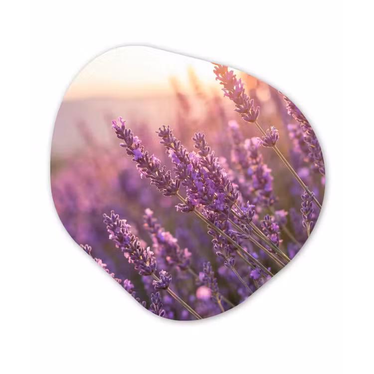 Lavendel - Paars - Zonlicht Wandcirkel Organisch Aluminium middel -3d