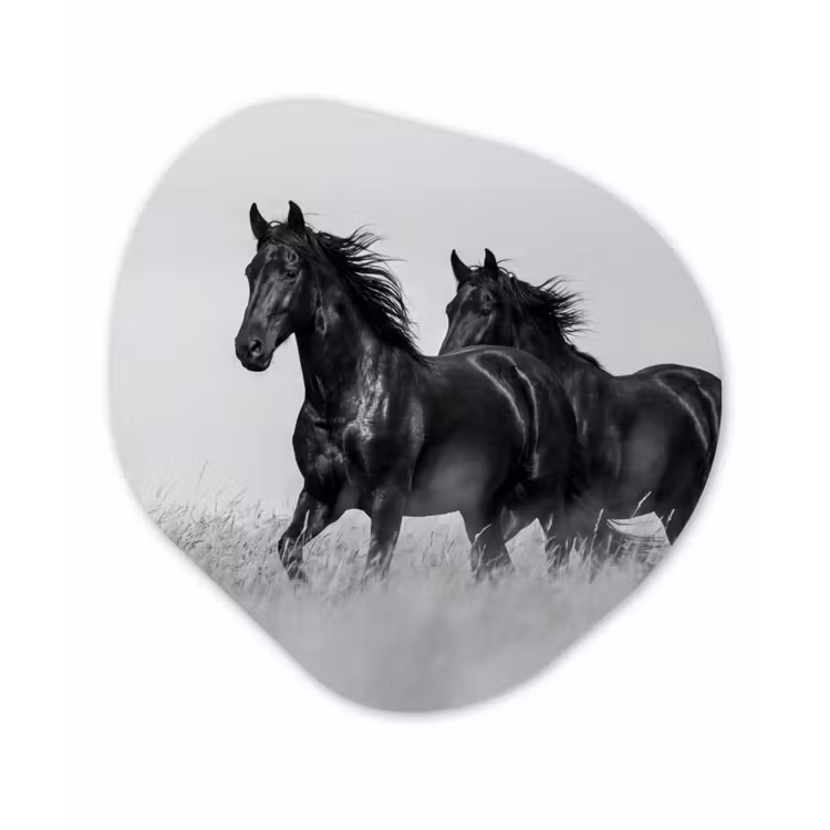 Paarden - Gras - Zwart - Wit Wandcirkel Organisch Aluminium middel -3d