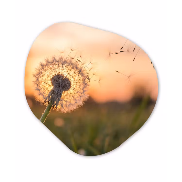 Paardenbloem - Zonsondergang - Veld Wandcirkel Organisch Aluminium middel -3d