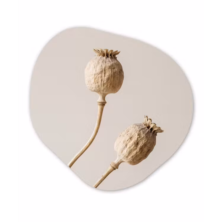 Papaverbollen - Droogbloemen - Minimalistisch - Beige - Rustig Wandcirkel Organisch Aluminium middel -3d