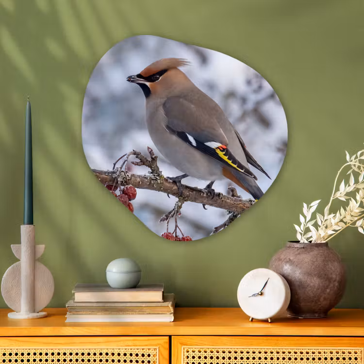 Pestvogel - Bessen - Winter - Natuur Wandcirkel Organisch Aluminium middel -sfeer2