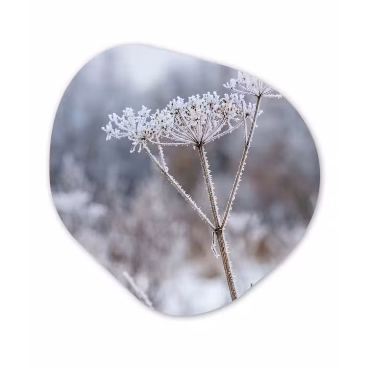 Schermbloem - Rijp - Kristallen - Winter - Delicaat Wandcirkel Organisch Aluminium middel -3d