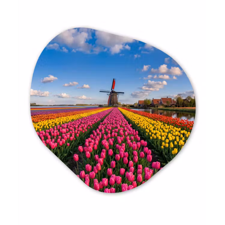 Tulpen - Holland - Molen - Kleurrijk Wandcirkel Organisch Aluminium middel -3d