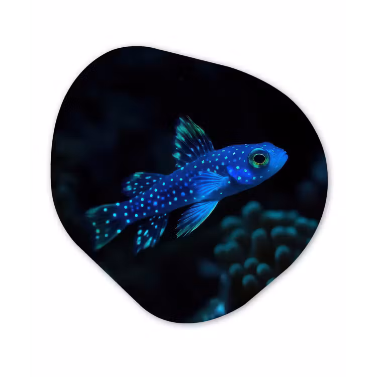 Vis - Stippen - Koraal - Blauw Wandcirkel Organisch Aluminium middel -3d
