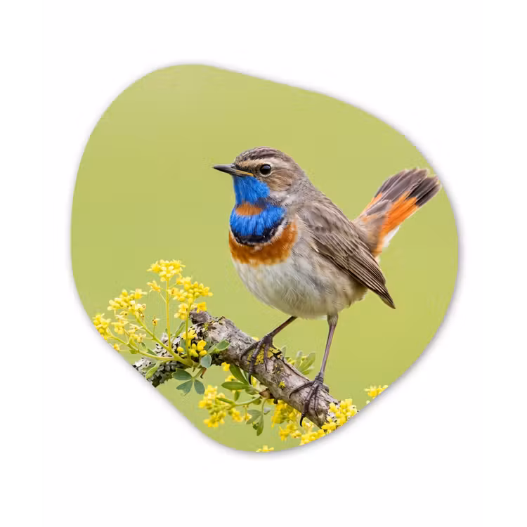 Vogel - Tak - Natuur - Kleurrijk Wandcirkel Organisch Aluminium middel -3d