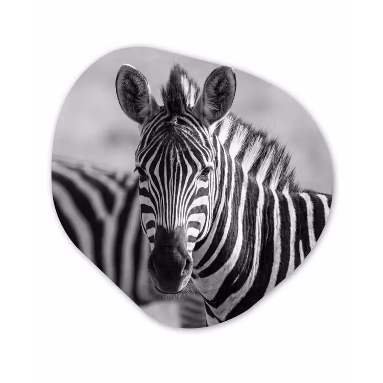 Zebra's - Zwart - Wit Wandcirkel Organisch Aluminium middel -3d