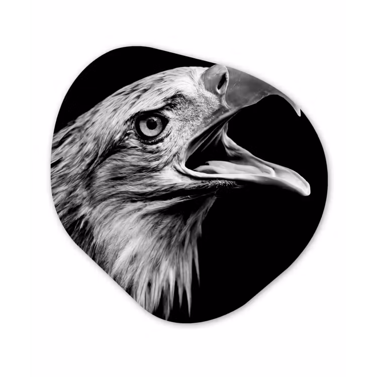 Adelaar - Portret - Roofvogels - Zwart - Wit - Vogel Wandcirkel Organisch Forex 3mm klein -3d