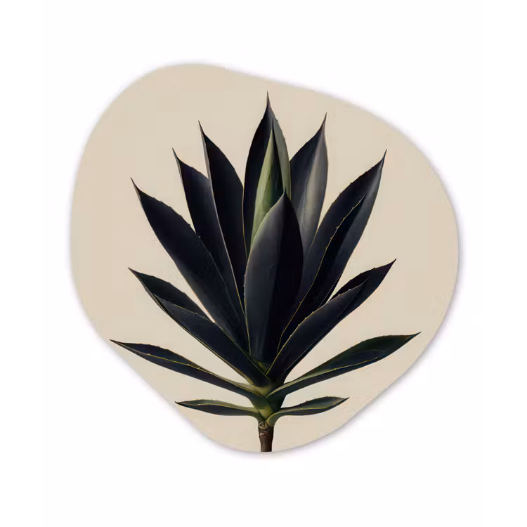 Agaveplant - Symmetrisch - Groen Wandcirkel Organisch Forex 3mm klein -3d