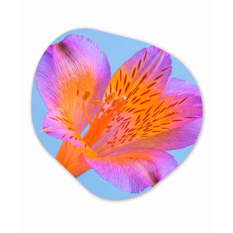 Bloem - Detail - Kleurrijk Wandcirkel Organisch Forex 3mm klein -3d