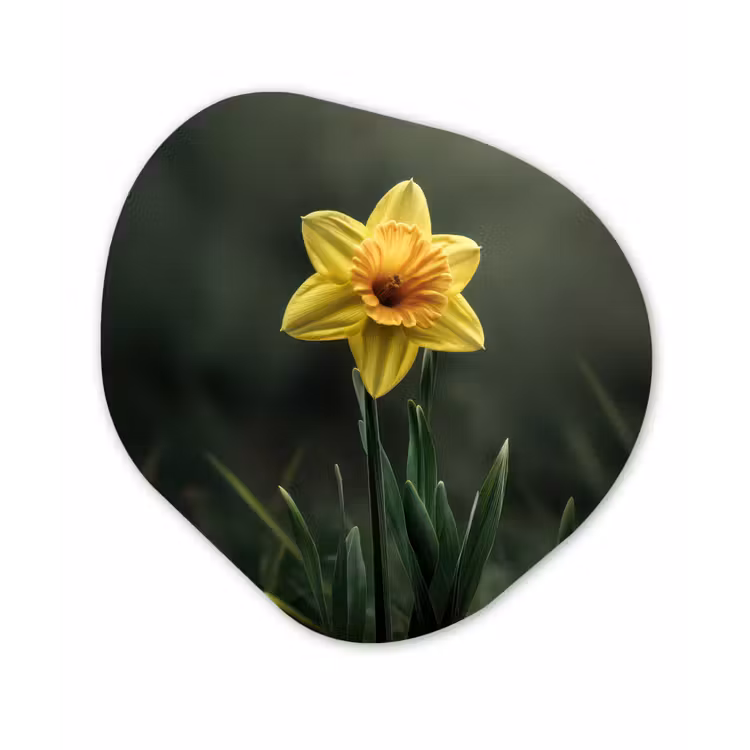 Bloem - Narcis - Gras - Geel Wandcirkel Organisch Forex 3mm klein -3d