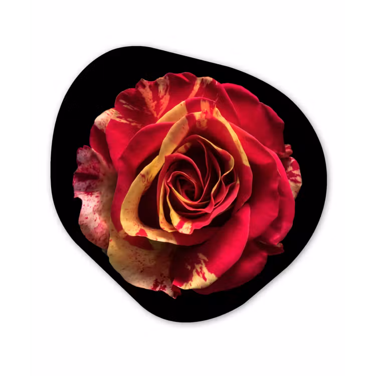 Bloem - Roos - Rood - Zwart Wandcirkel Organisch Forex 3mm klein -3d