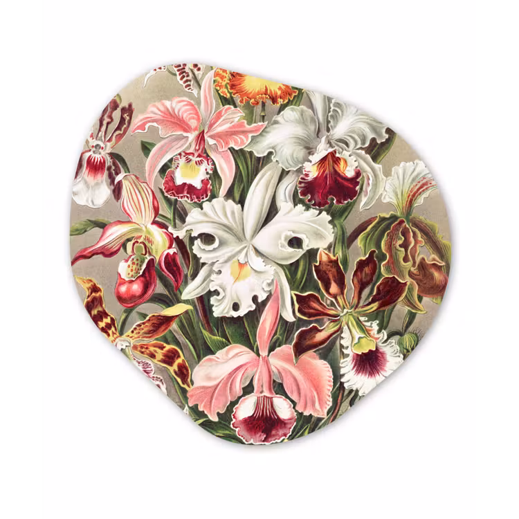 Bloemen - Ernst Haeckel - Vintage - Orchidee Wandcirkel Organisch Forex 3mm klein -3d