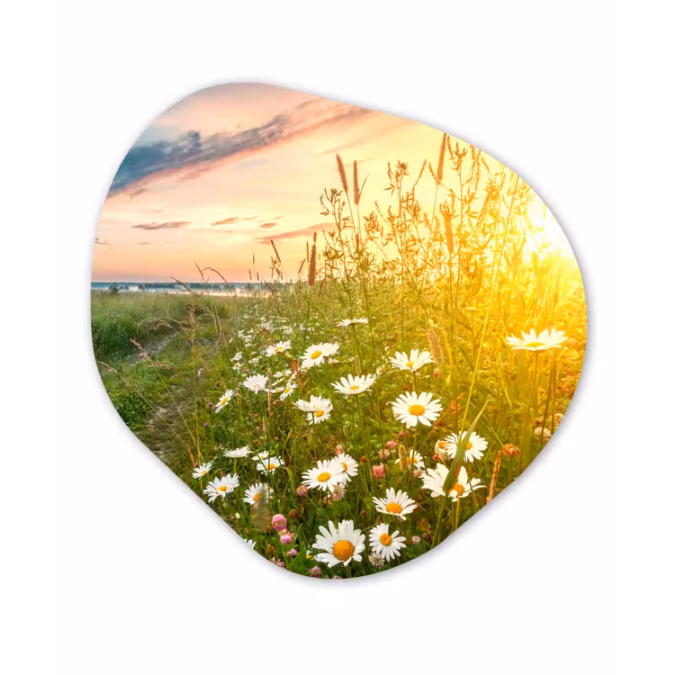 Bloemen - Madelief - Natuur - Zon - Horizon Wandcirkel Organisch Forex 3mm klein -3d