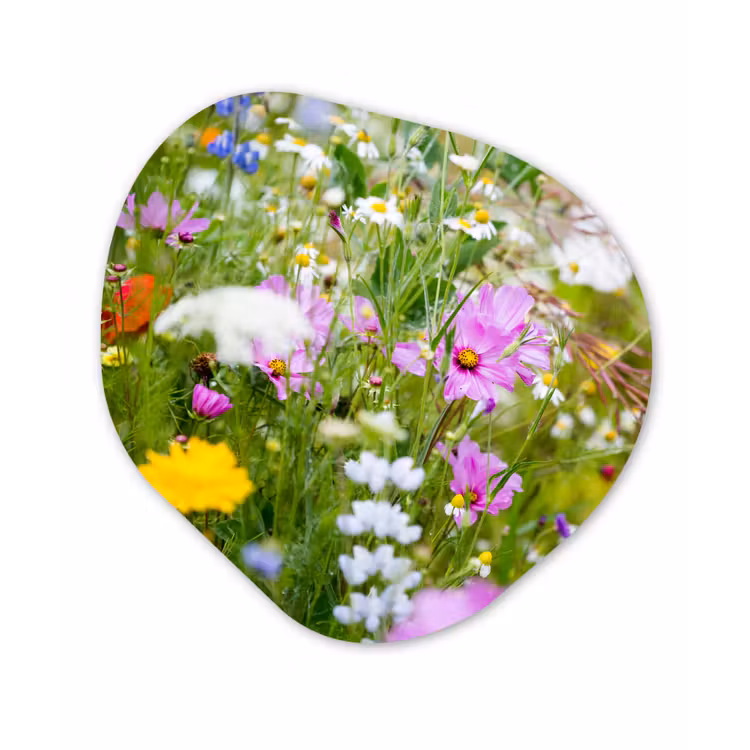 Bloemen - Natuur - Groen - Gras - Paars - Wit Wandcirkel Organisch Forex 3mm klein -3d