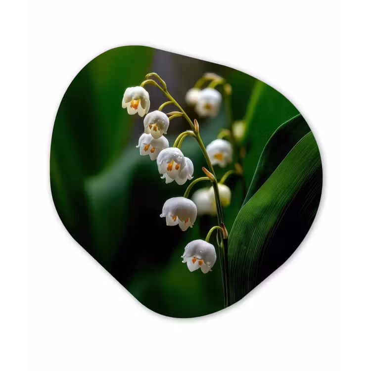 Bloemen - Wit - Bladeren - Lelietjes Wandcirkel Organisch Forex 3mm klein -3d