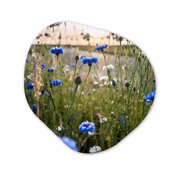 Bloemen - Zomer - Korenbloem - Blauw - Zon - Wolken Wandcirkel Organisch Forex 3mm klein -3d