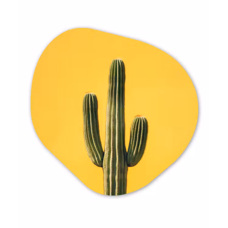 Cactus - Groen - Minimalistisch Wandcirkel Organisch Forex 3mm klein -3d