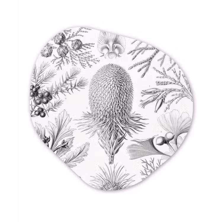 Coniferen - Ernst Haeckel - Kunst - Retro Wandcirkel Organisch Forex 3mm klein -3d