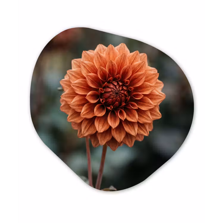 Dahlia - Bloem - Natuur - Sfeervol Wandcirkel Organisch Forex 3mm klein -3d