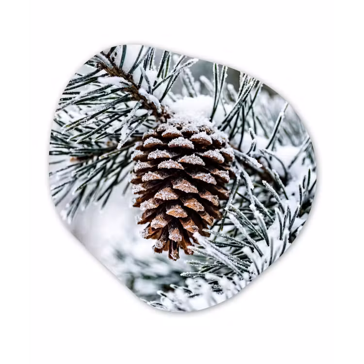 Dennenappel - Tak - Sneeuw - Winter - Sfeervol Wandcirkel Organisch Forex 3mm klein -3d