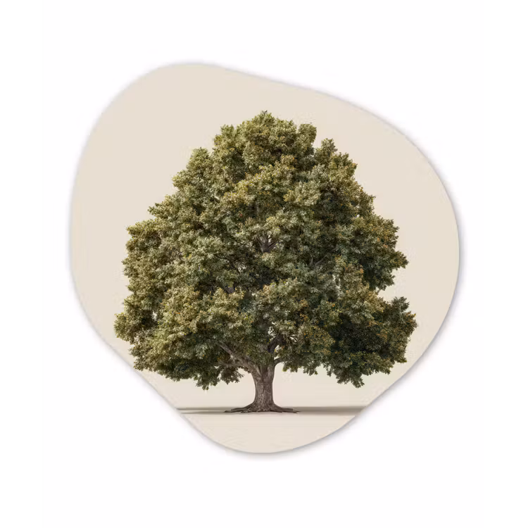 Eikenboom - Groen - Lichte achtergrond Wandcirkel Organisch Forex 3mm klein -3d