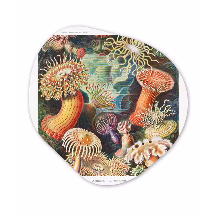 Ernst Haeckel - Anemoon - Retro - Actinae Wandcirkel Organisch Forex 3mm klein -3d