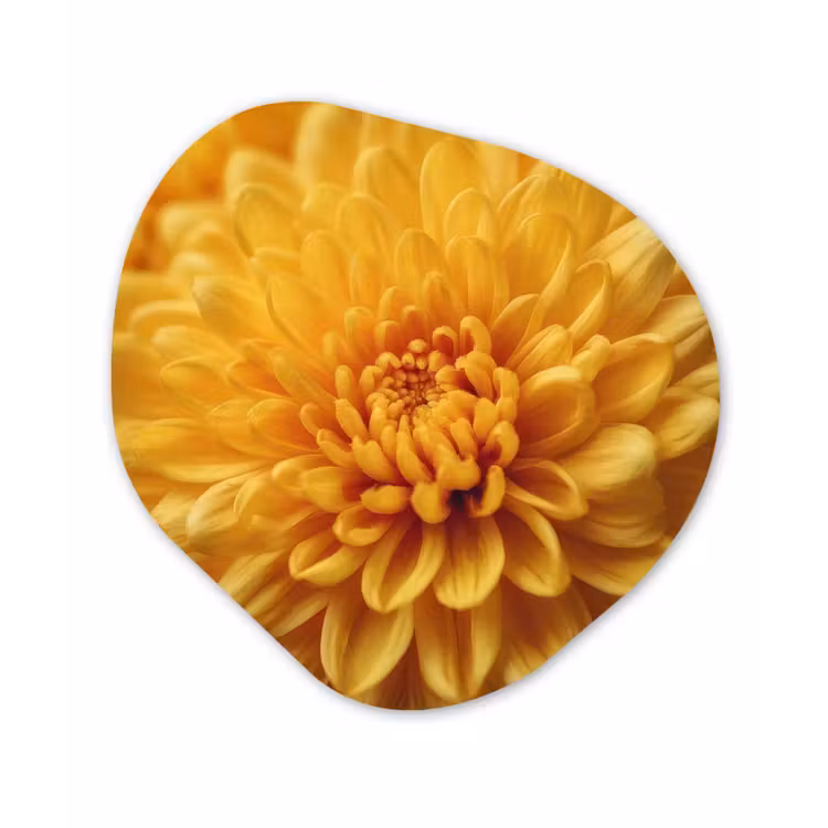 Geel - Chrysant - Zachtheid Wandcirkel Organisch Forex 3mm klein -3d