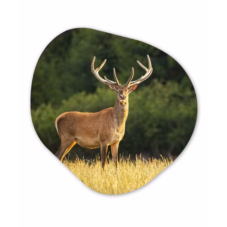 Hert - Gewei - Gras - Natuur - Dieren - Groen Wandcirkel Organisch Forex 3mm klein -3d