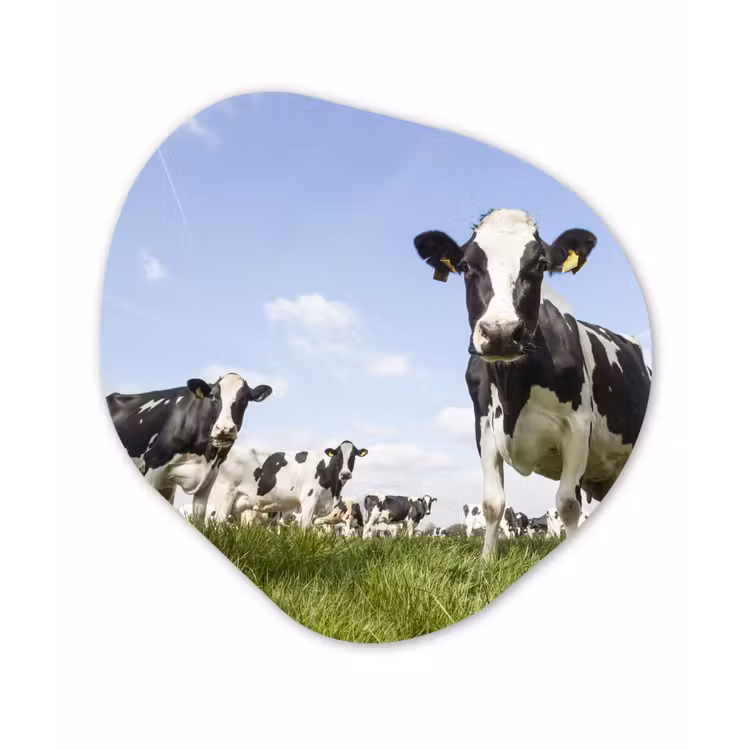 Koeien - Gras - Dieren - Zon - Boerderij Wandcirkel Organisch Forex 3mm klein -3d