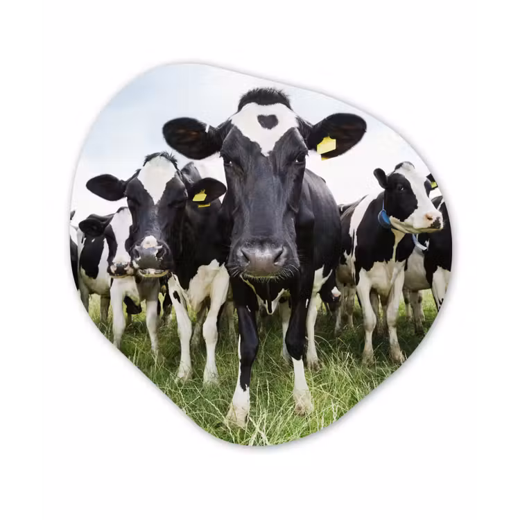 Koeien - Gras - Lente - Dieren - Weiland - Boerderij Wandcirkel Organisch Forex 3mm klein -3d