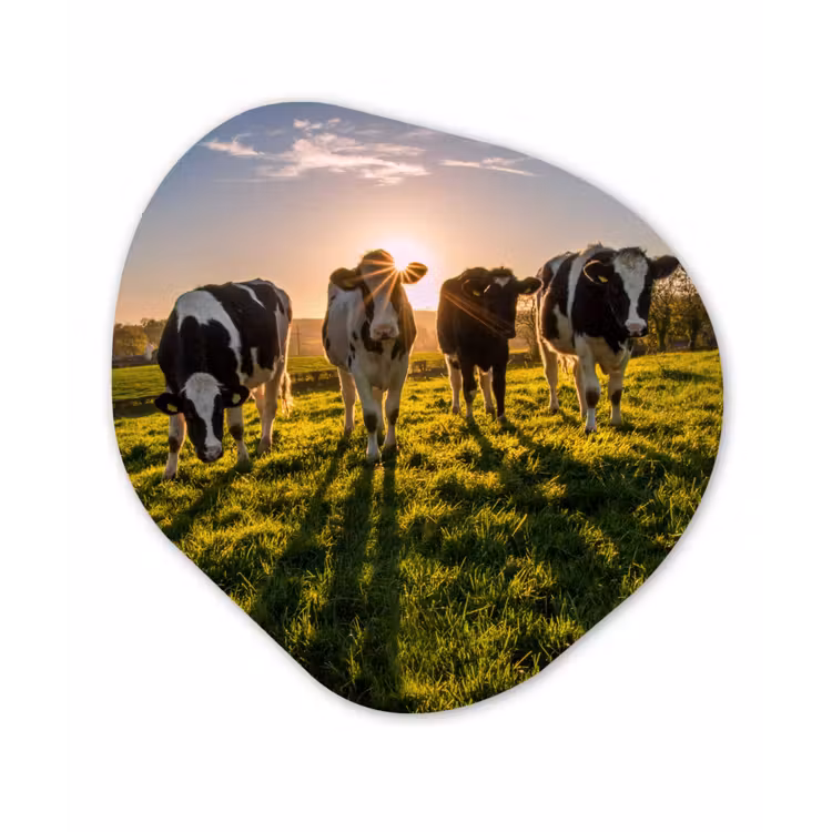 Koeien - Zon - Gras - Dieren - Boerderij Wandcirkel Organisch Forex 3mm klein -3d