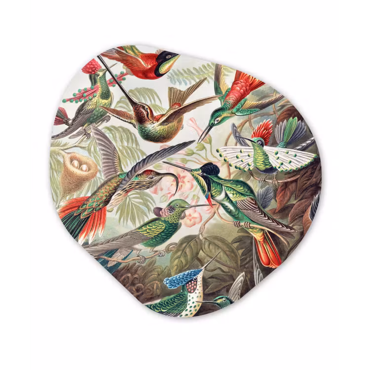 Kolibrie - Vintage - Ernst Haeckel - Vogels Wandcirkel Organisch Forex 3mm klein -3d
