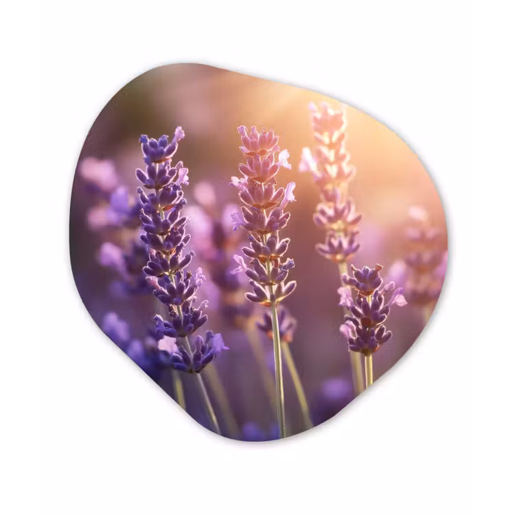 Lavendelbloemen - Paars - Zonlicht Wandcirkel Organisch Forex 3mm klein -3d