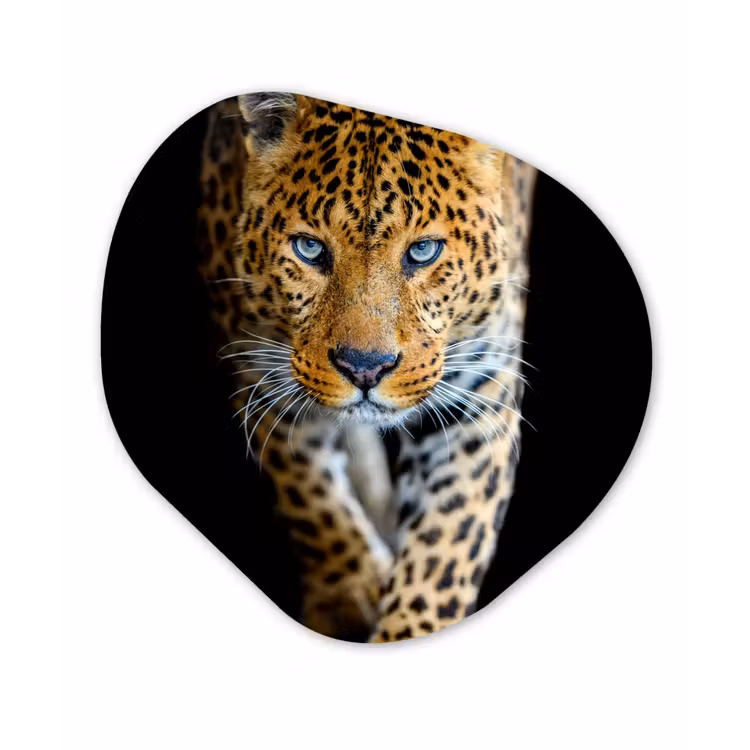 Luipaard - Dieren - Portret - Wilde dieren - Zwart Wandcirkel Organisch Forex 3mm klein -3d