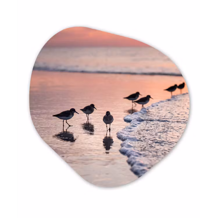 Meeuwen - Strand - Zee - Roze Wandcirkel Organisch Forex 3mm klein -3d