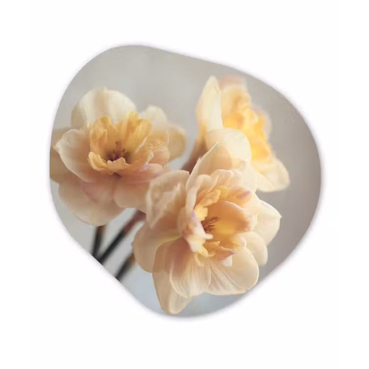 Narcissen - Geel - Bloemblaadjes Wandcirkel Organisch Forex 3mm klein -3d