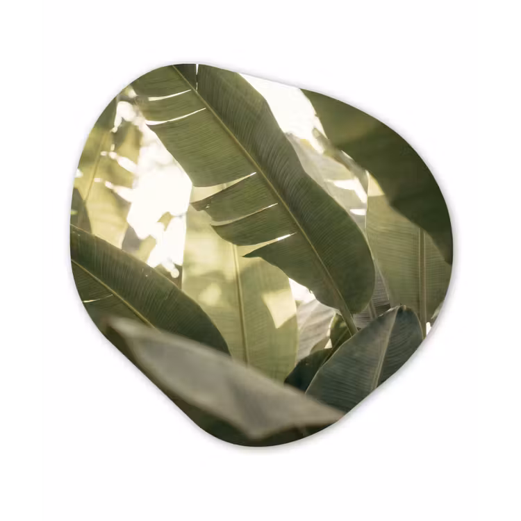 Natuur - Bladeren - Groen - Tropisch - Detail Wandcirkel Organisch Forex 3mm klein -3d