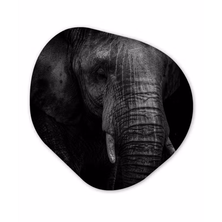 Olifant - Dier - Portret Wandcirkel Organisch Forex 3mm klein -3d