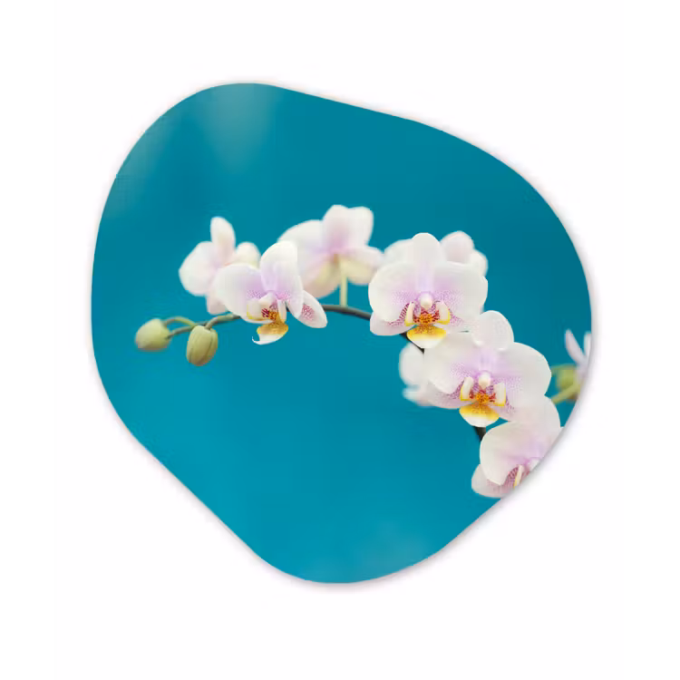 Orchidee - Bloemen - Plant - Wit - Paars Wandcirkel Organisch Forex 3mm klein -3d