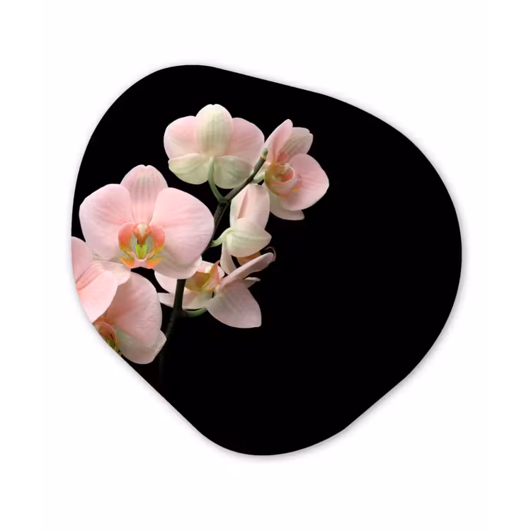 Orchidee - Bloemen - Roze - Stilleven - Flora Wandcirkel Organisch Forex 3mm klein -3d